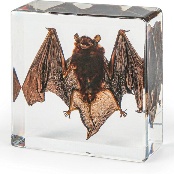 Other - Real Bat Specimens,Taxidermy Bat Specimen in Resin for Science Classroom Science